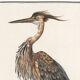 Small poster on the Heron, after an old engraving from 1610.
