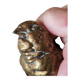 Bronze sparrow Comolera