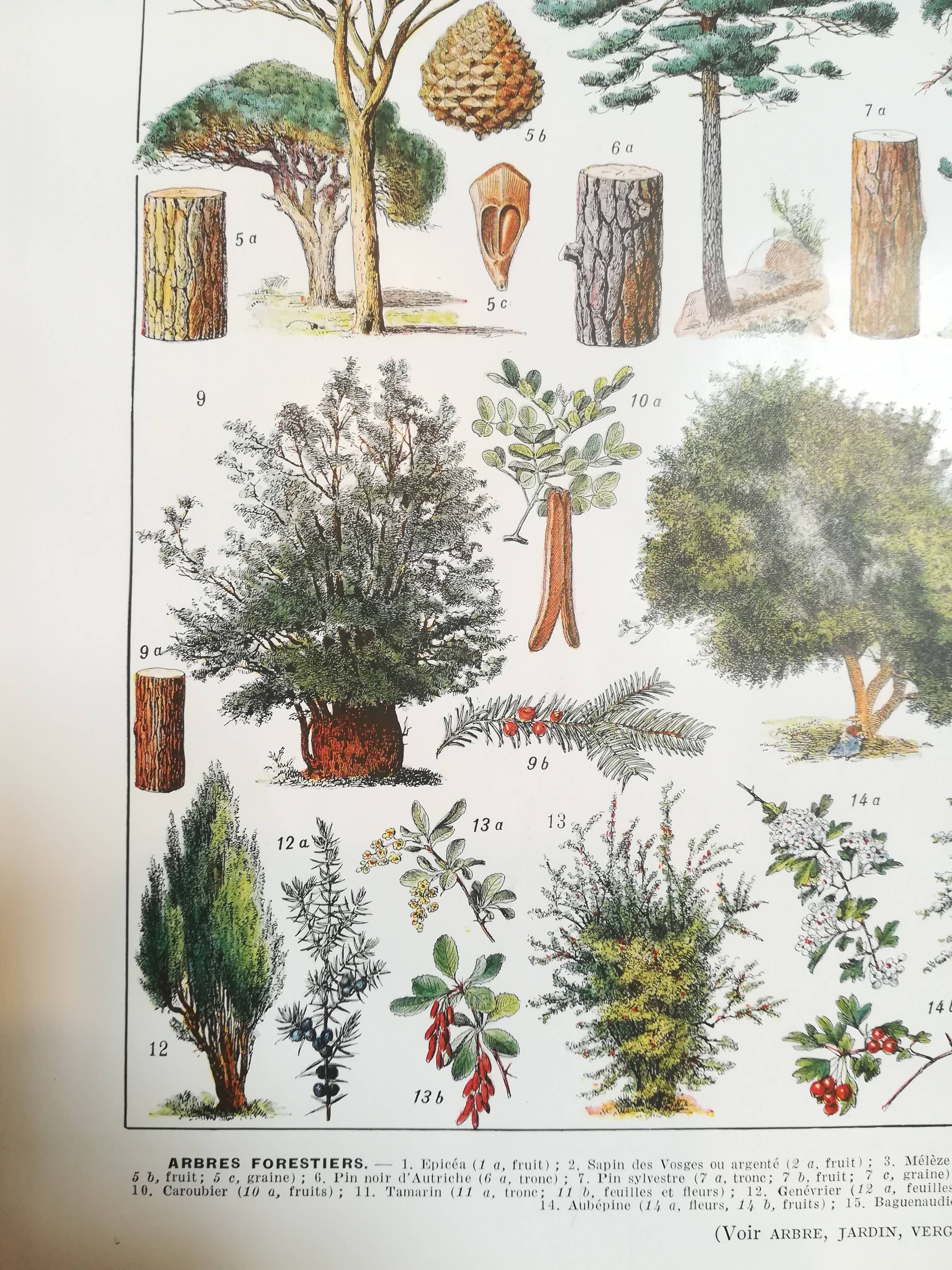 Lithograph on trees from 1928 (spruce)