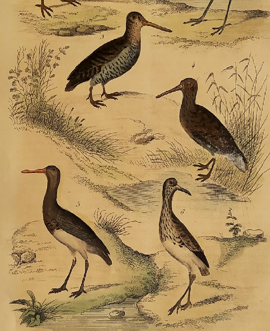 Original ornithological plate " Savacou - Spatula - &c... " Buffon (1837)