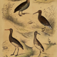 Original ornithological plate " Savacou - Spatula - &c... " Buffon (1837)