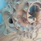 Pediment Louis XV in carved wood shell dating from the 1930 in walnut
