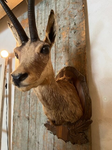 Chamois Hunting Trophy