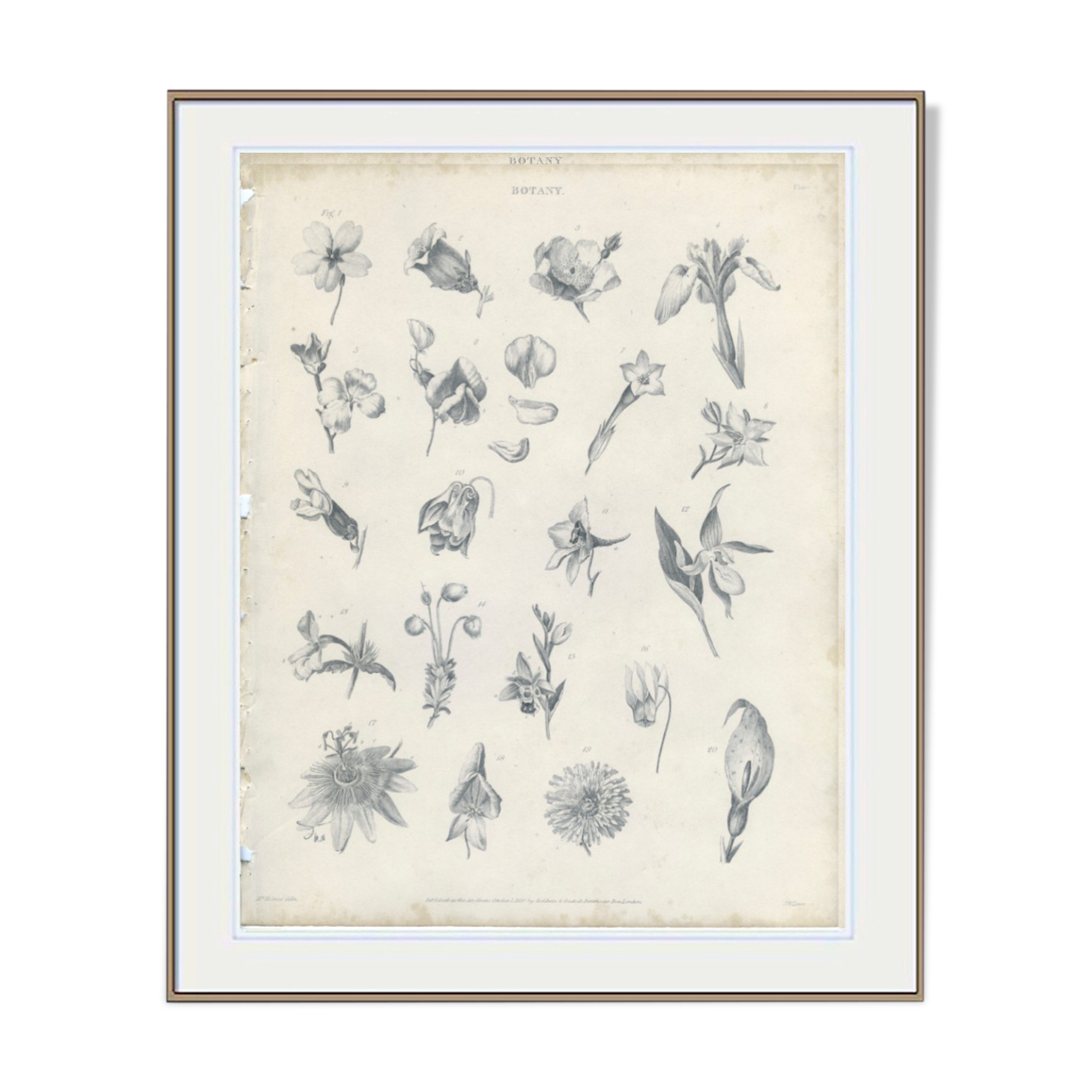 Orchidée, Lys, Antique Botanical Engraving, Various Flowers, Fine Details, Botanical Plate 6, 1830,