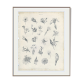 Orchidée, Lys, Antique Botanical Engraving, Various Flowers, Fine Details, Botanical Plate 6, 1830,