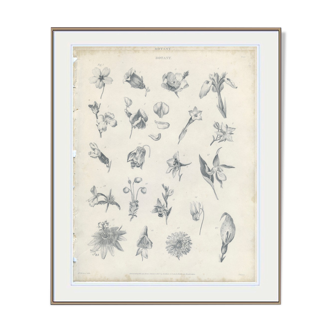 Orchidée, Lys, Antique Botanical Engraving, Various Flowers, Fine Details, Botanical Plate 6, 1830,