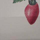 Planche botanique Fraisier à bouquet