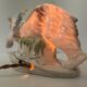 Lampe art déco (parfum) – ours polaire