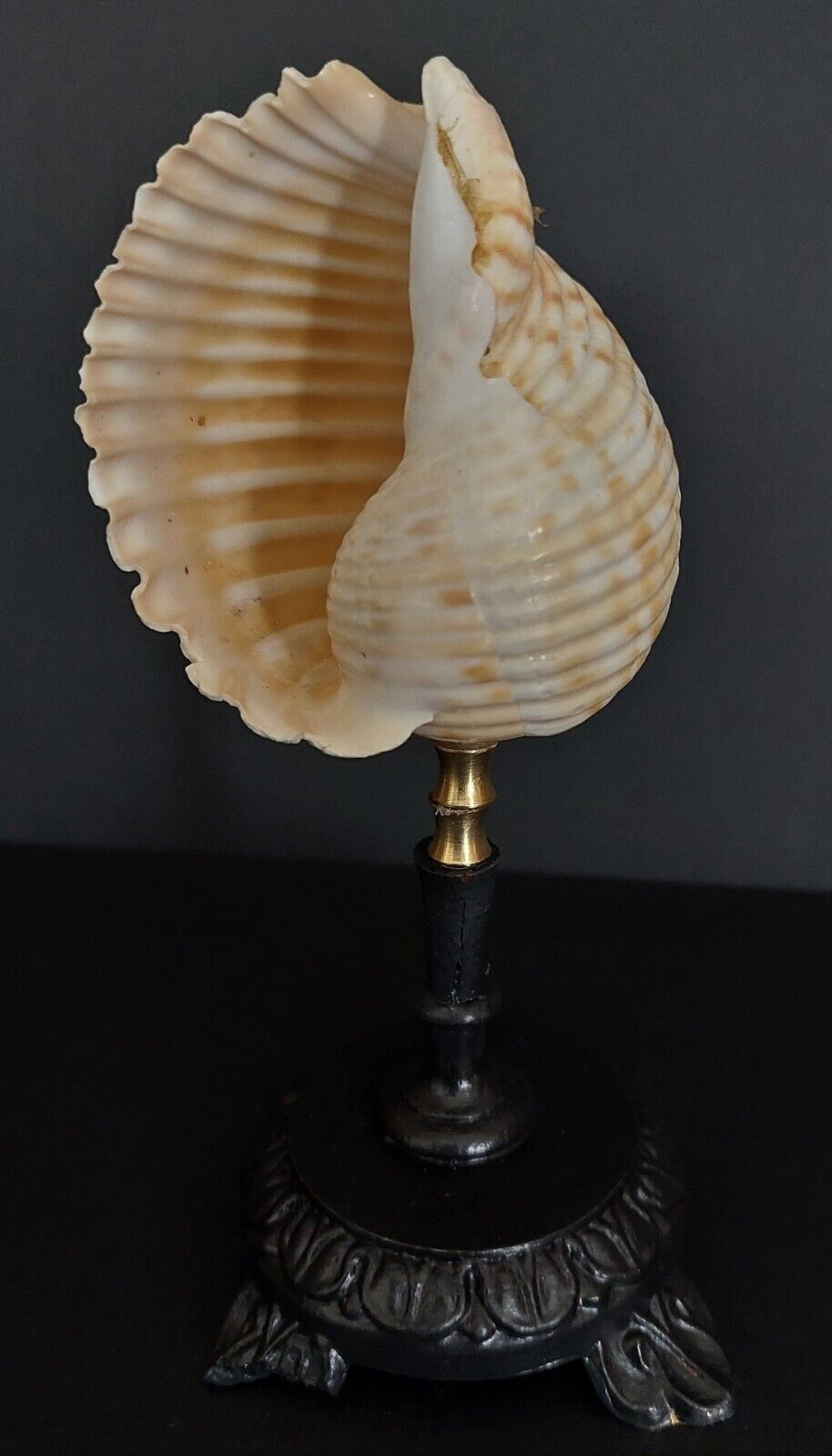 Cabinet of curiosities shell tonna luteostoma on base