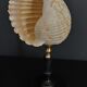 Cabinet of curiosities shell tonna luteostoma on base