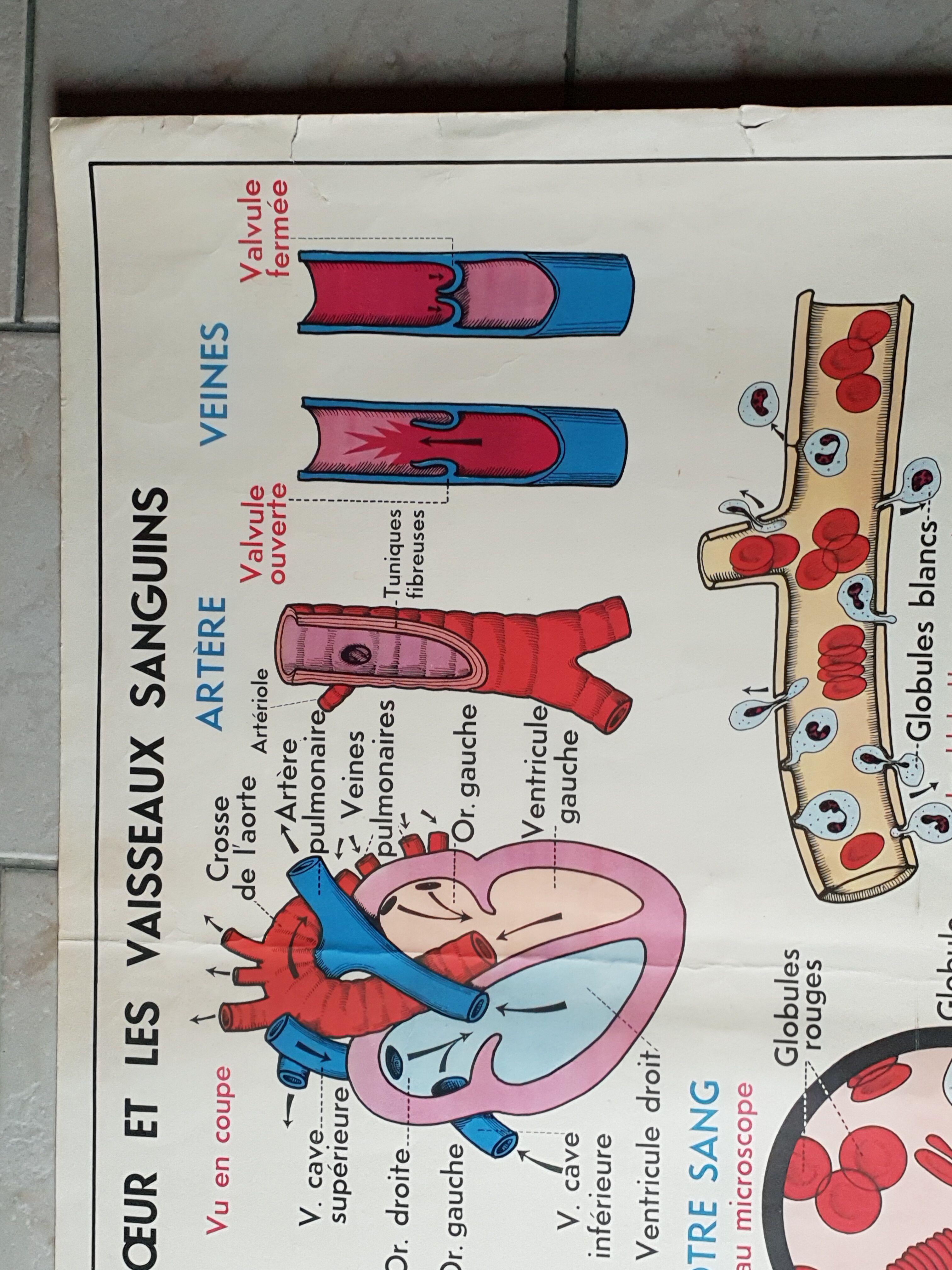 Poster school - heart vessels and duplex absorption