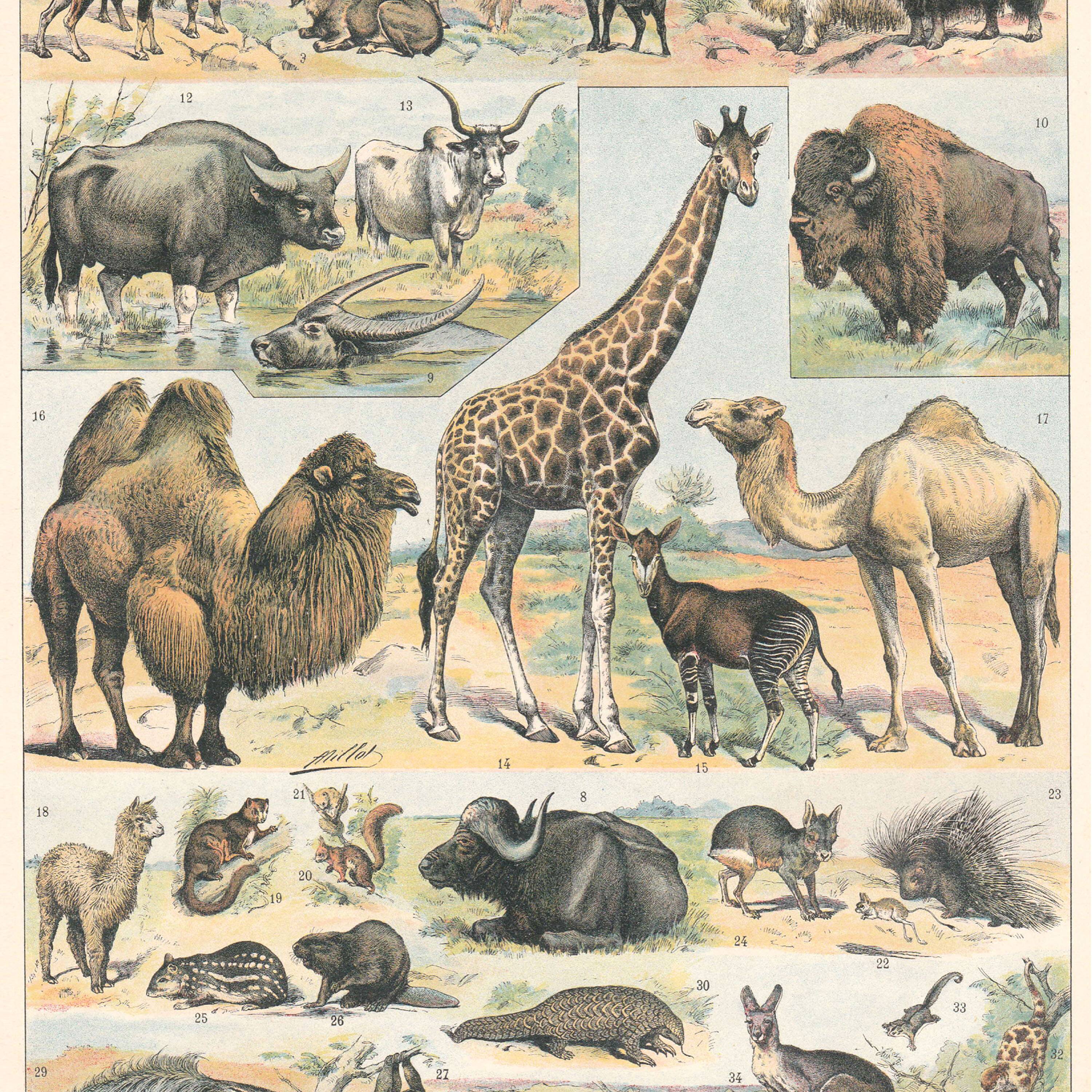 Old plate on mammals 1897