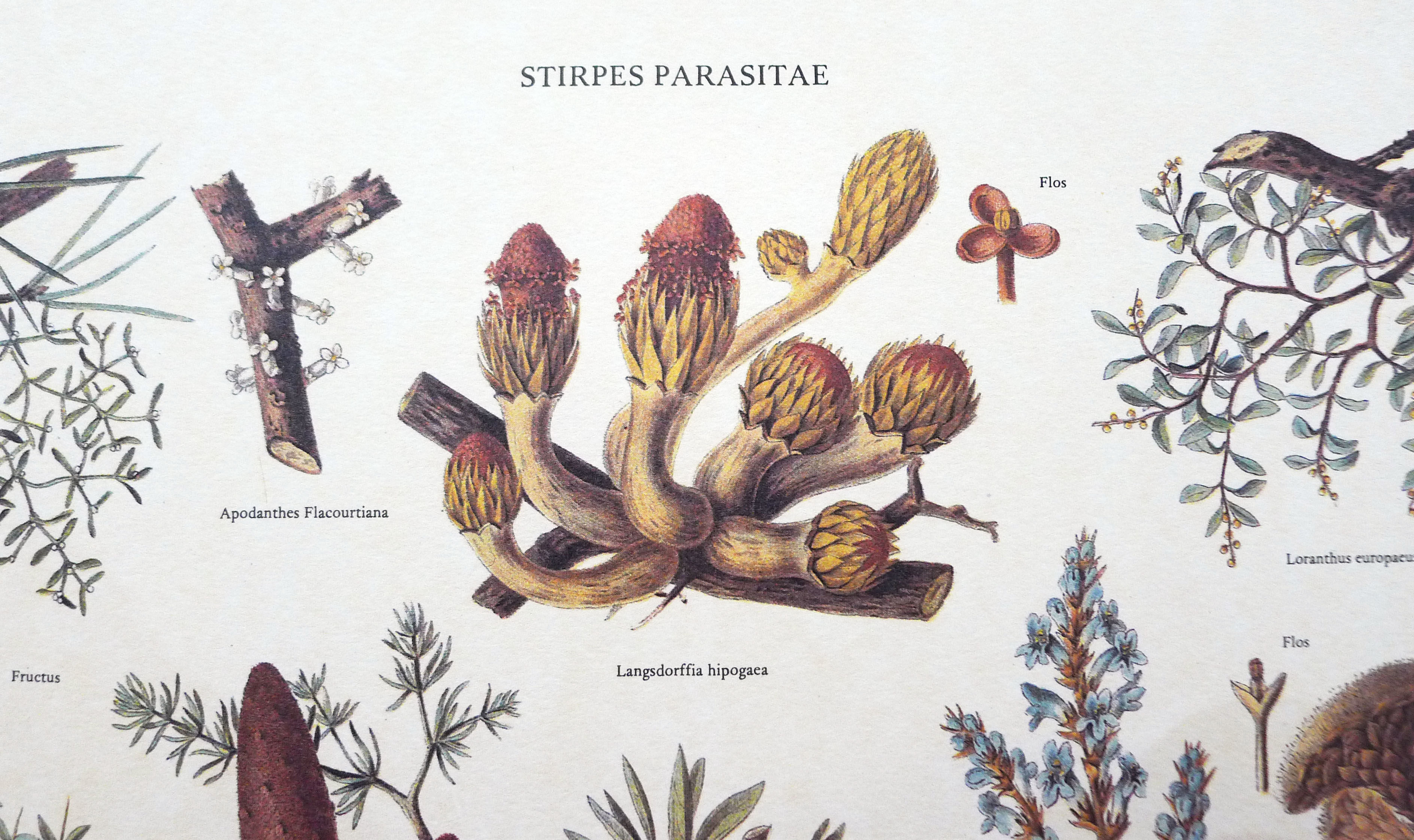 Mushrooms engraving board framed