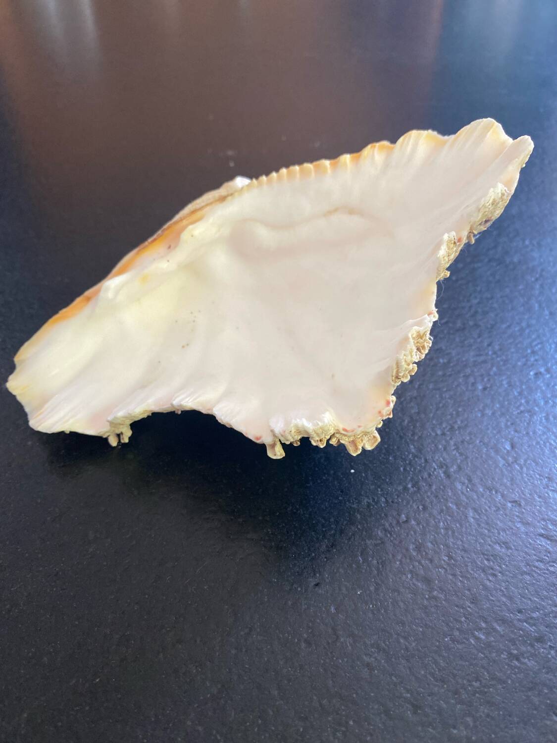 Empty shell stoup pocket