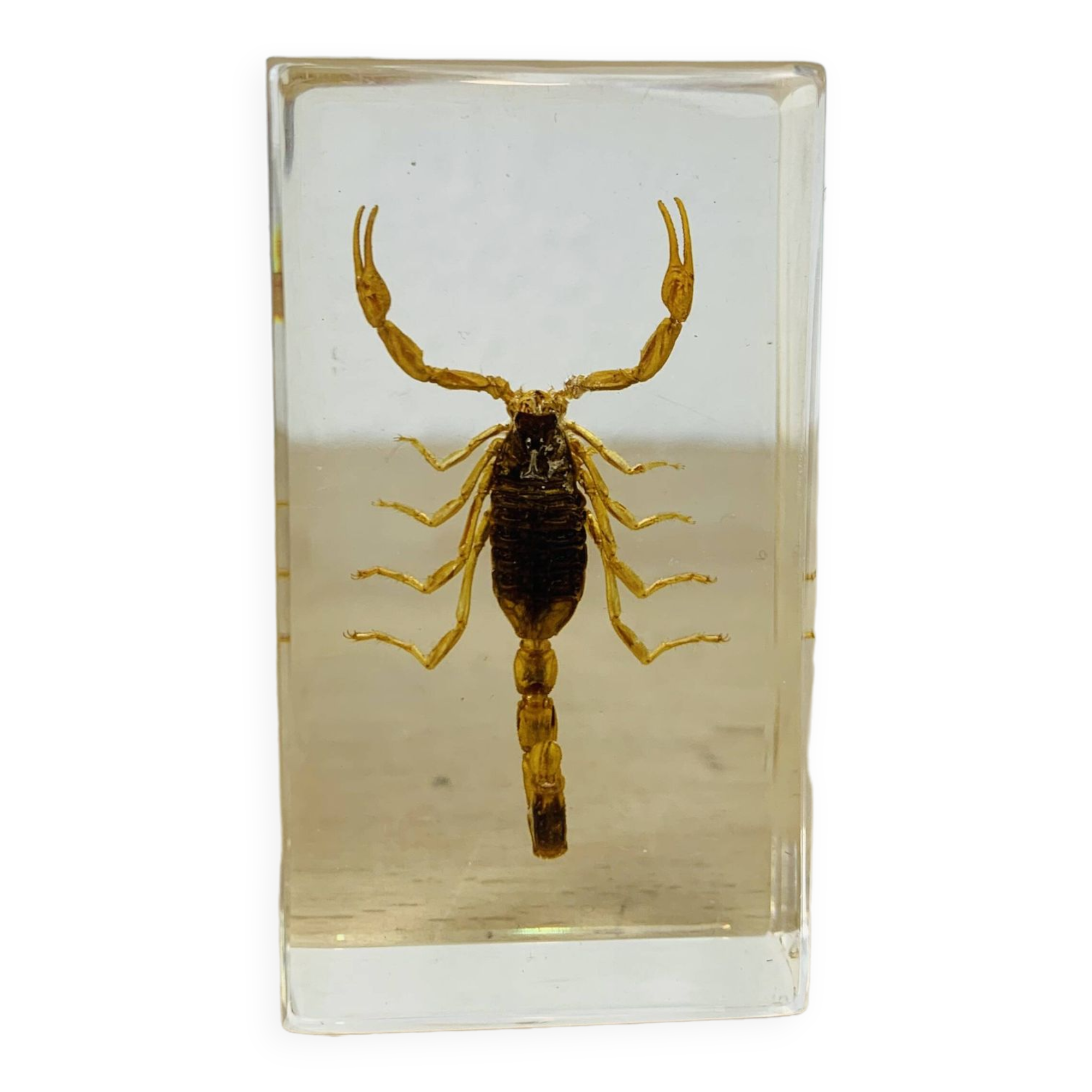 Scorpion insect inclusion resin