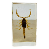Scorpion insect inclusion resin