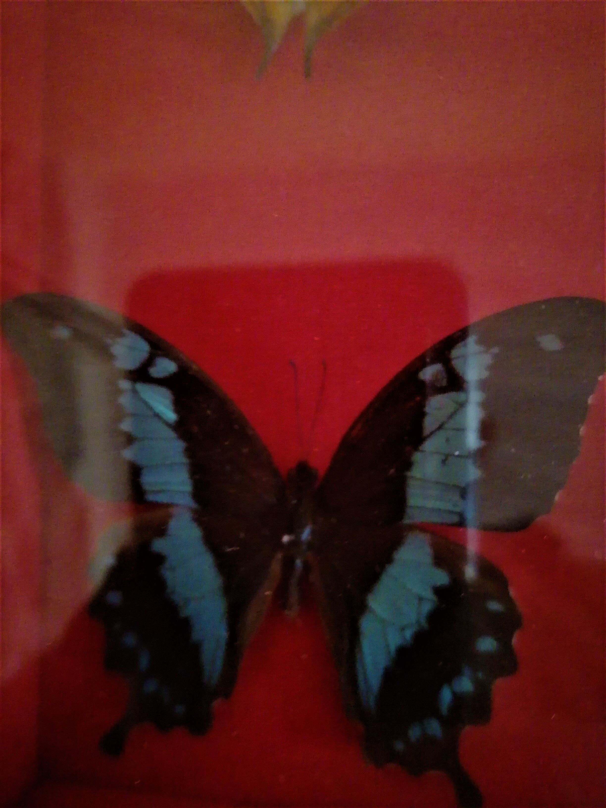Curiosity, entomology, taxidermy, 9 butterflies
