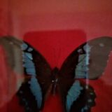 Curiosity, entomology, taxidermy, 9 butterflies