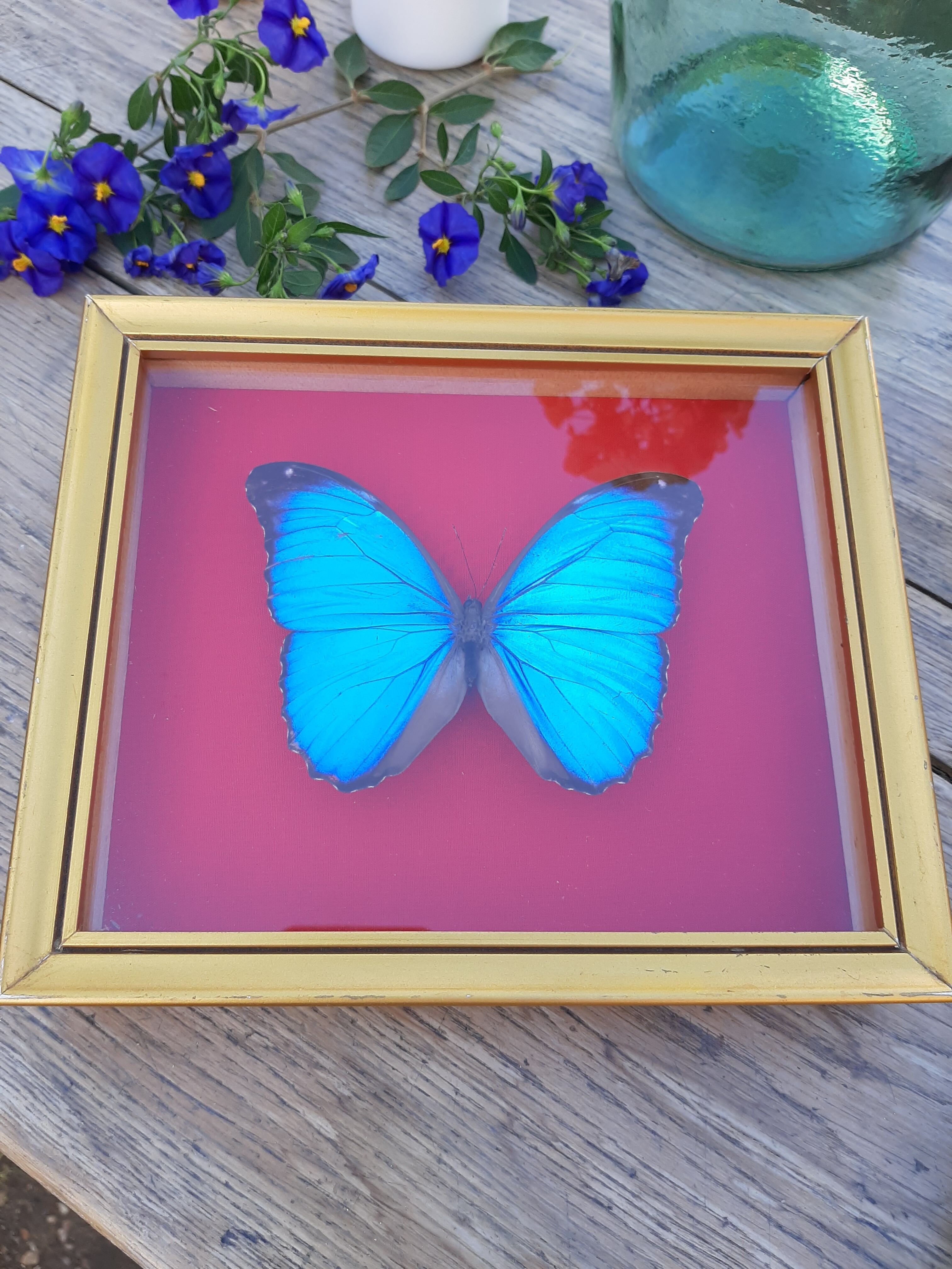 Blue butterfly frame morpho menelaus