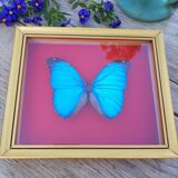 Blue butterfly frame morpho menelaus