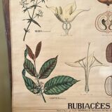 Botanical educational poster "Rubiaceae", Emile Deyrolle, 19th century, 1890s