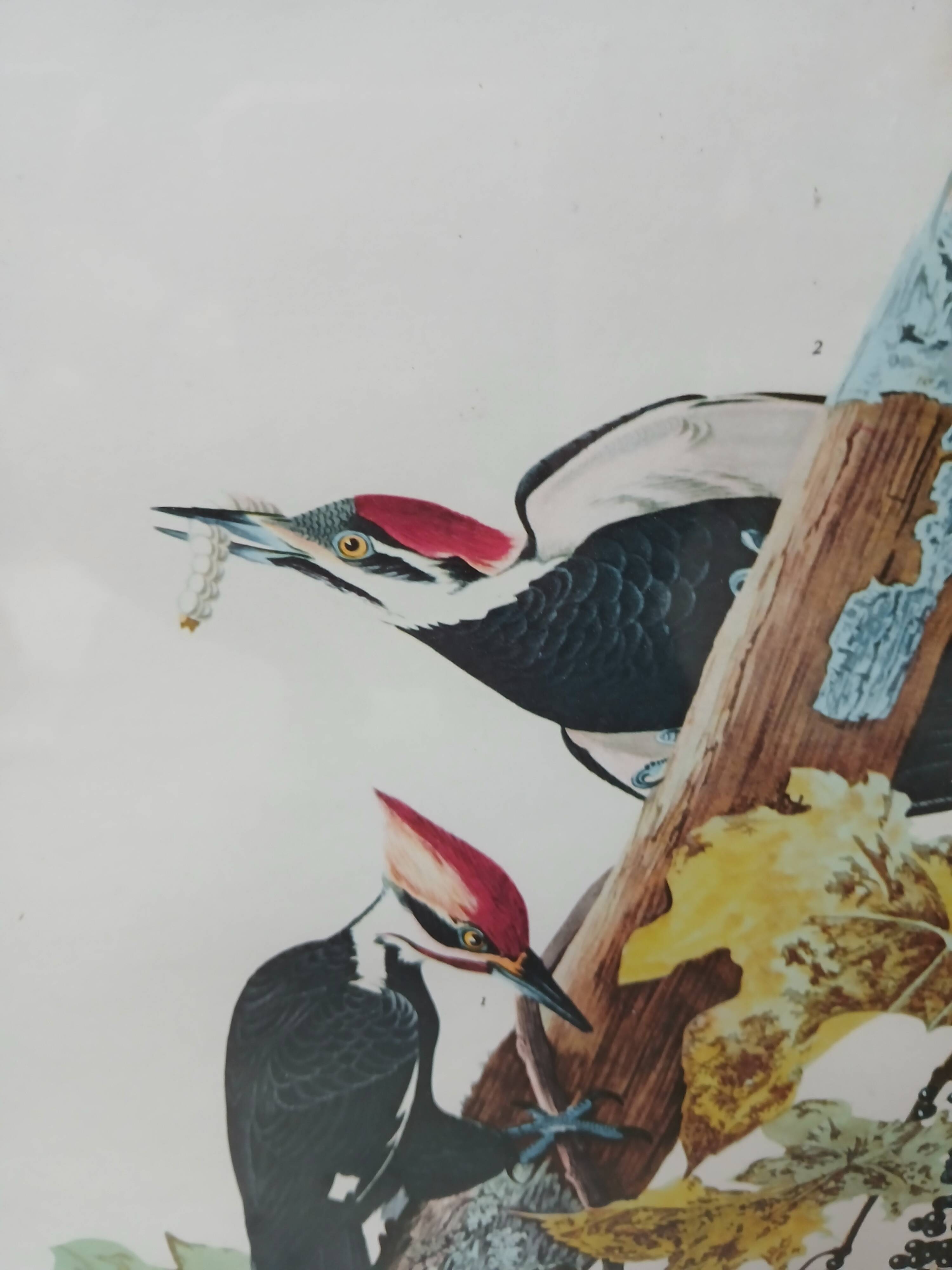 Lithograph by J. Audubon "Piteated Woodpecker" framed, 1950s/1960s