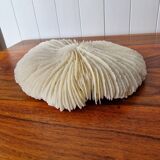 White coral 1970s seashell large size
