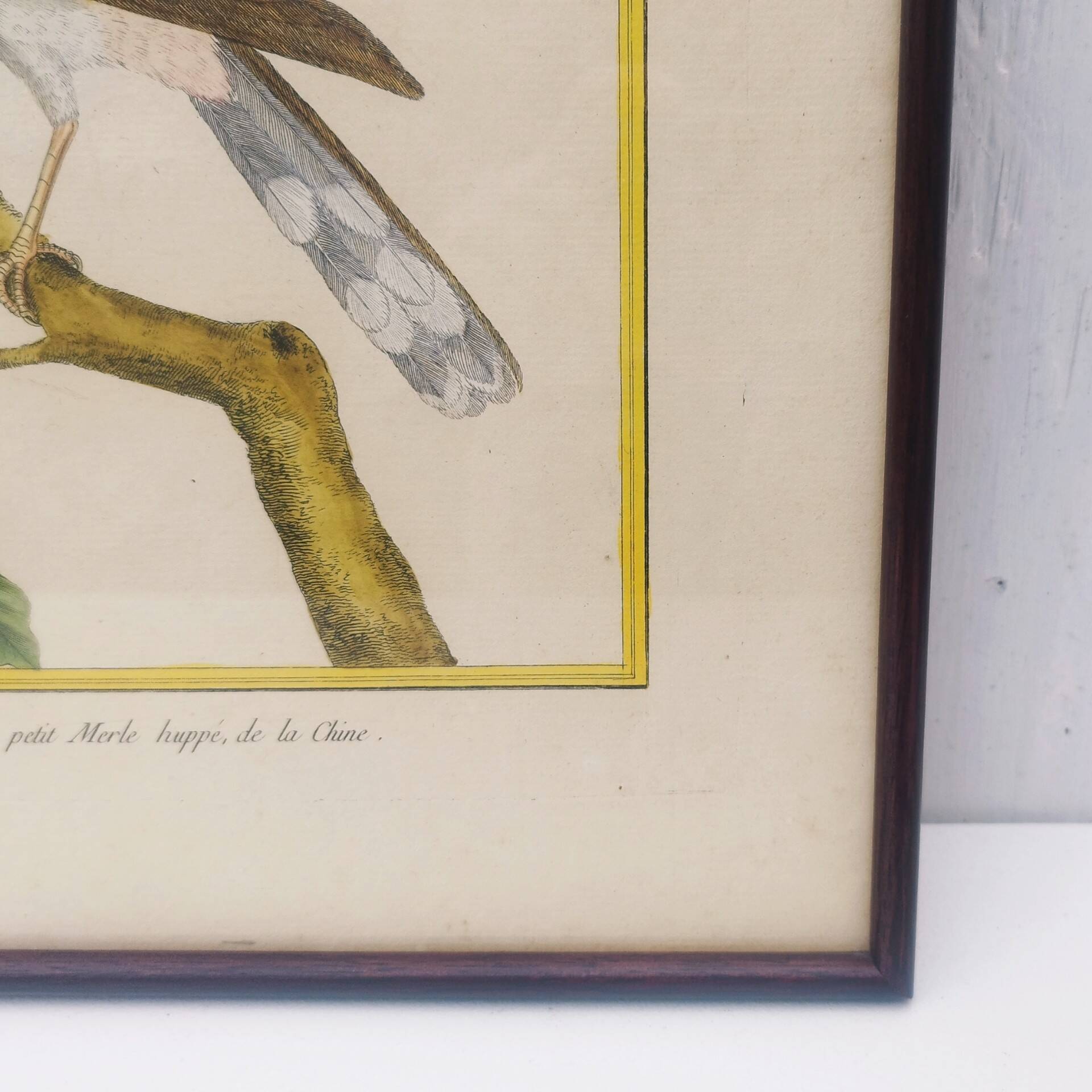 Engraving painting crested blackbird bird 18th century, F. Martinet