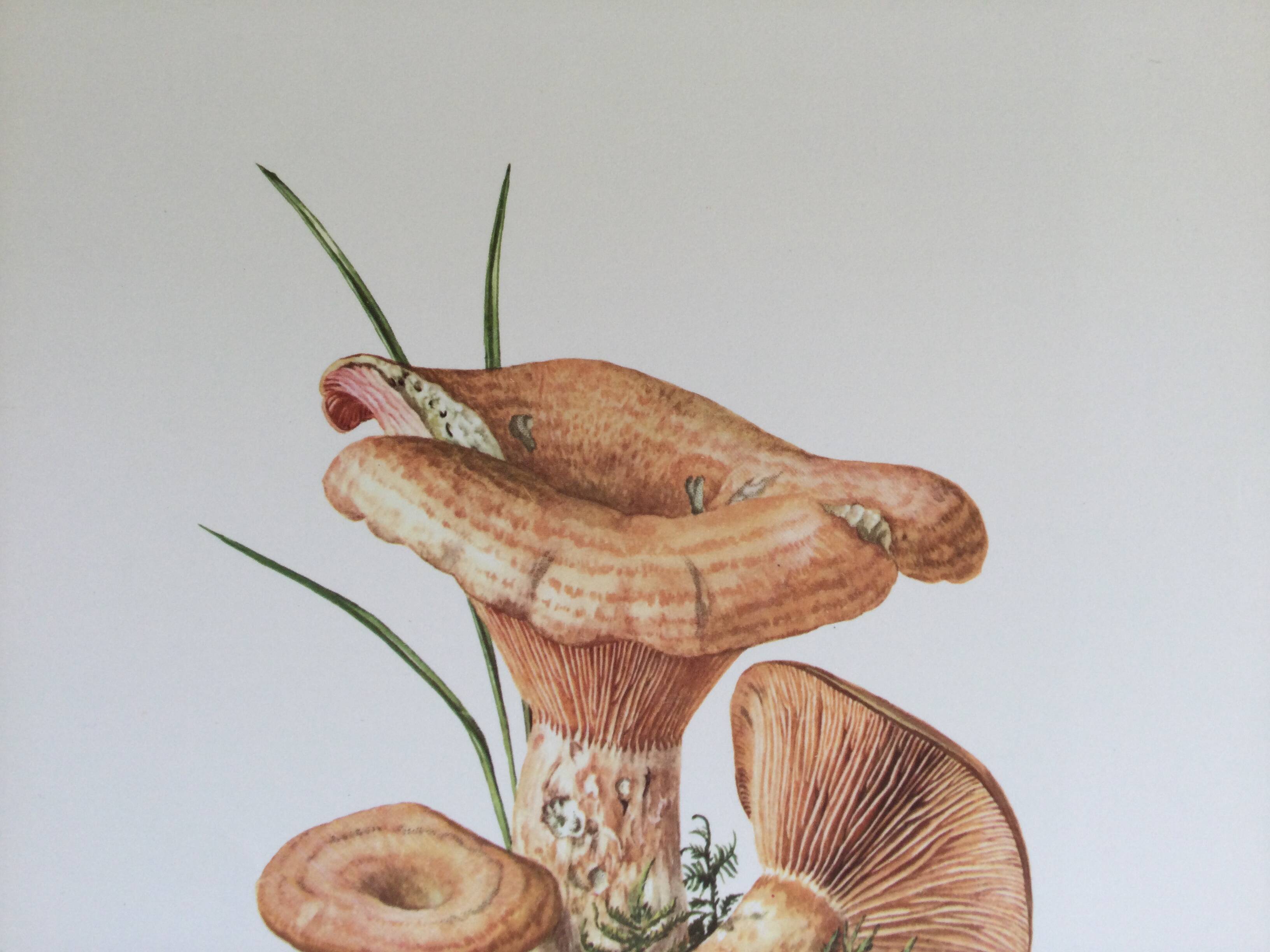 Botanical illustration "mushrooms", 1960s