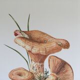Botanical illustration "mushrooms", 1960s