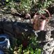 Vintage copper watering can 60s/70s