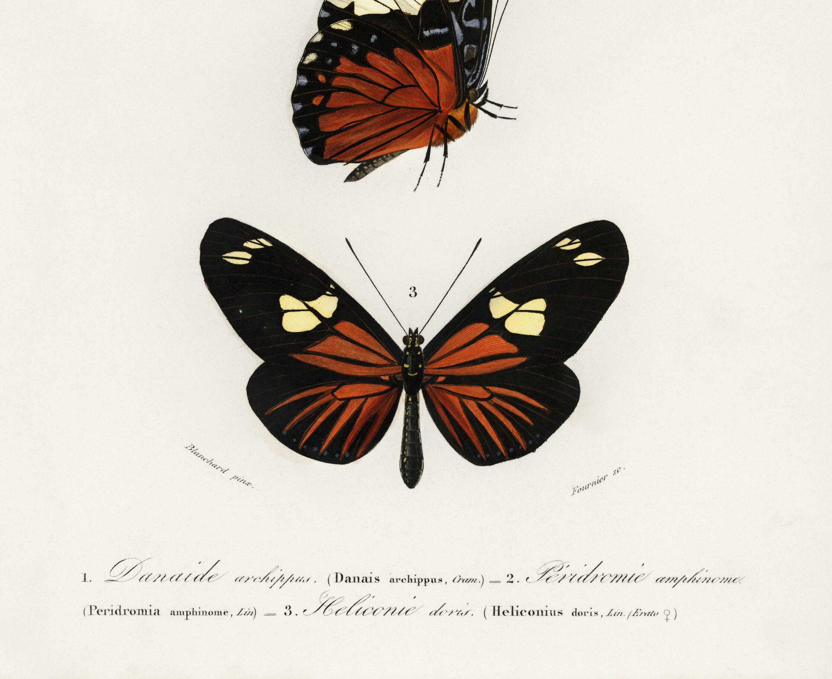 Poster of exotic butterflies, based on an old engraving from 1849.