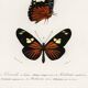 Poster of exotic butterflies, based on an old engraving from 1849.