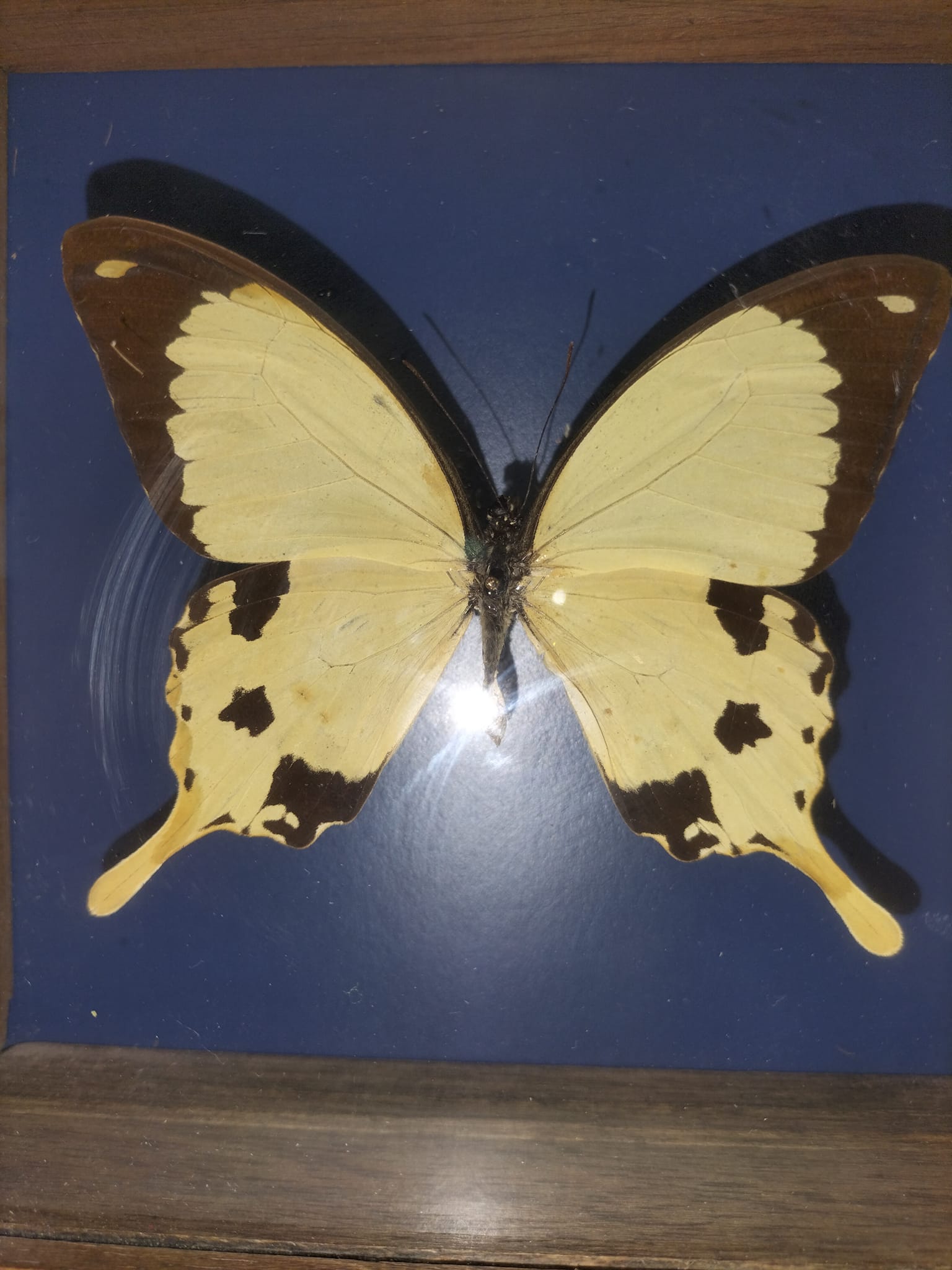 Butterfly frame Dardanus Central Africa