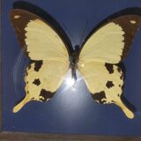 Butterfly frame Dardanus Central Africa