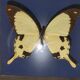 Cadre papillon Dardanus Afrique centrale