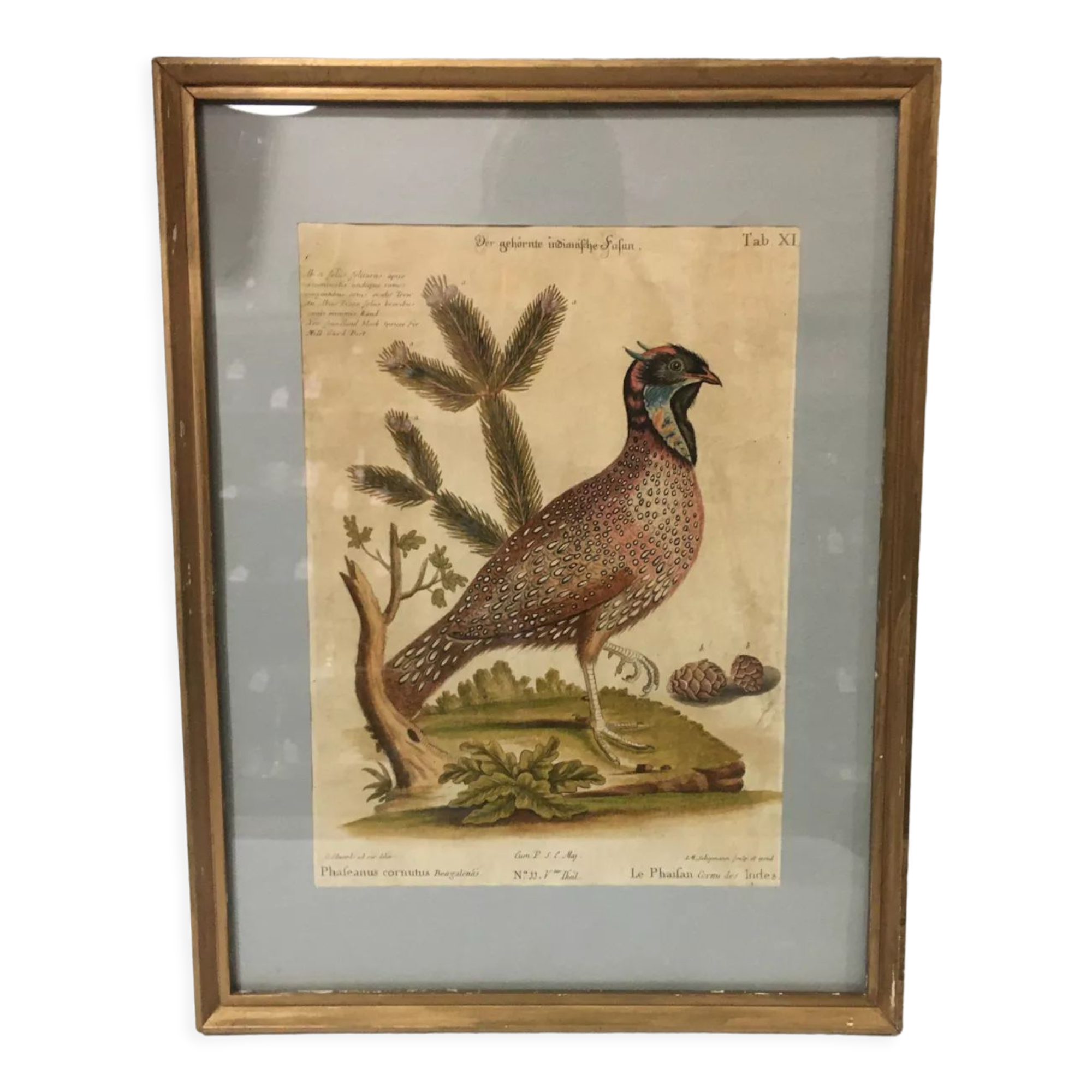 Ornithological engraving