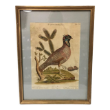 Ornithological engraving