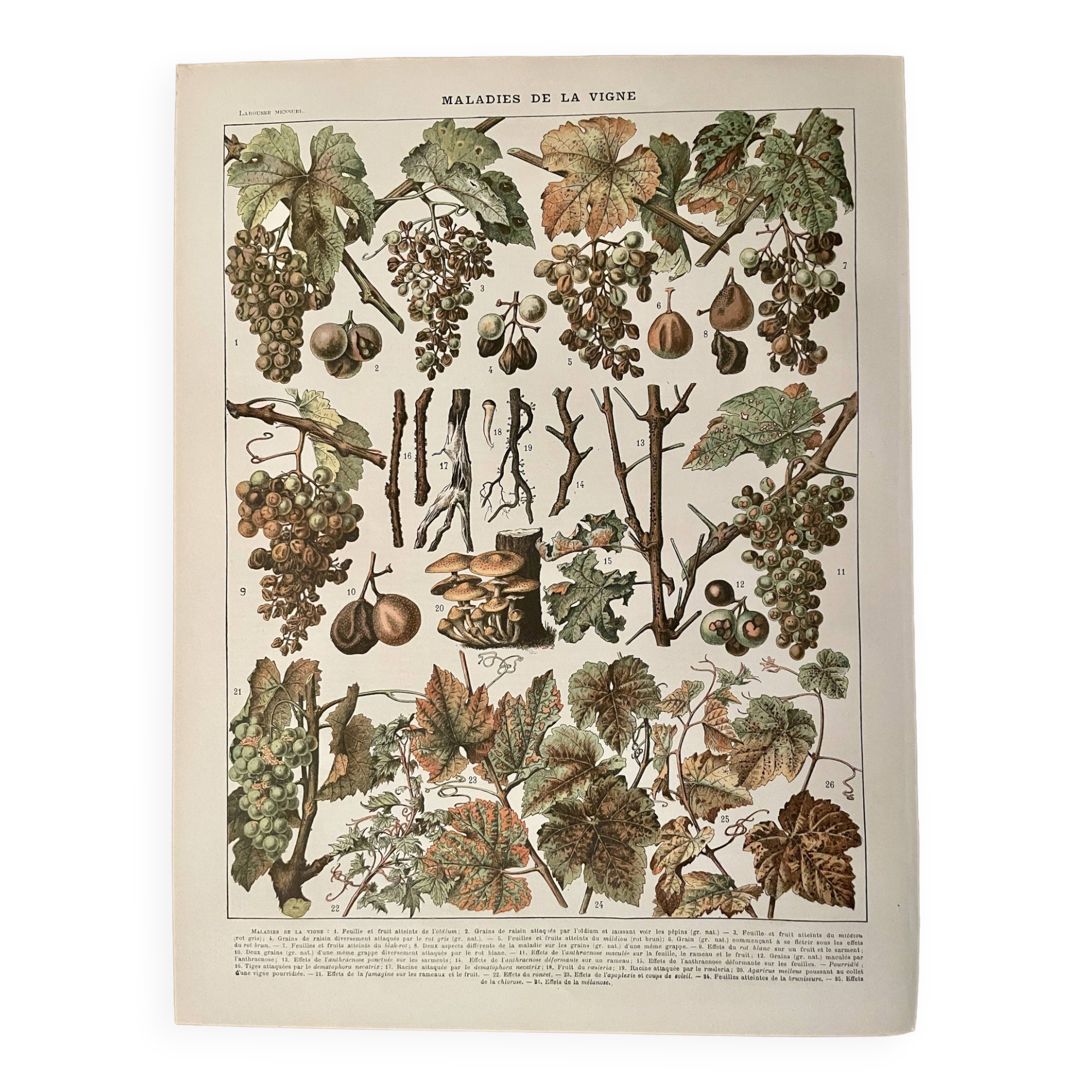 Lithograph on vine diseases from 1907 (Viticulture Vinification Oenology Grape Varieties)