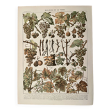 Lithograph on vine diseases from 1907 (Viticulture Vinification Oenology Grape Varieties)