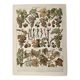 Lithograph on vine diseases from 1907 (Viticulture Vinification Oenology Grape Varieties)