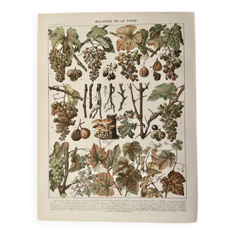 Lithograph on vine diseases from 1907 (Viticulture Vinification Oenology Grape Varieties)