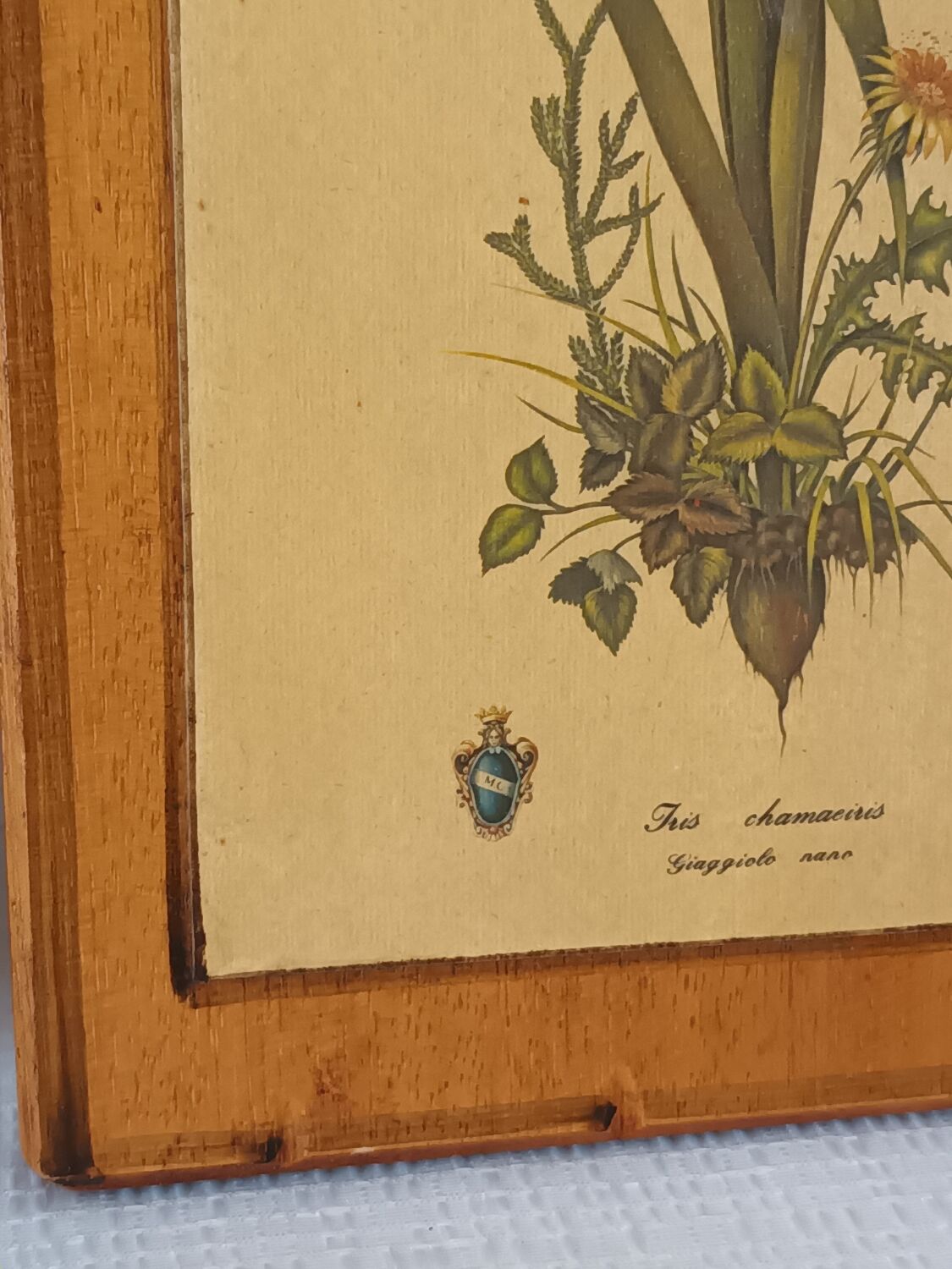 Vintage botanical boards frames