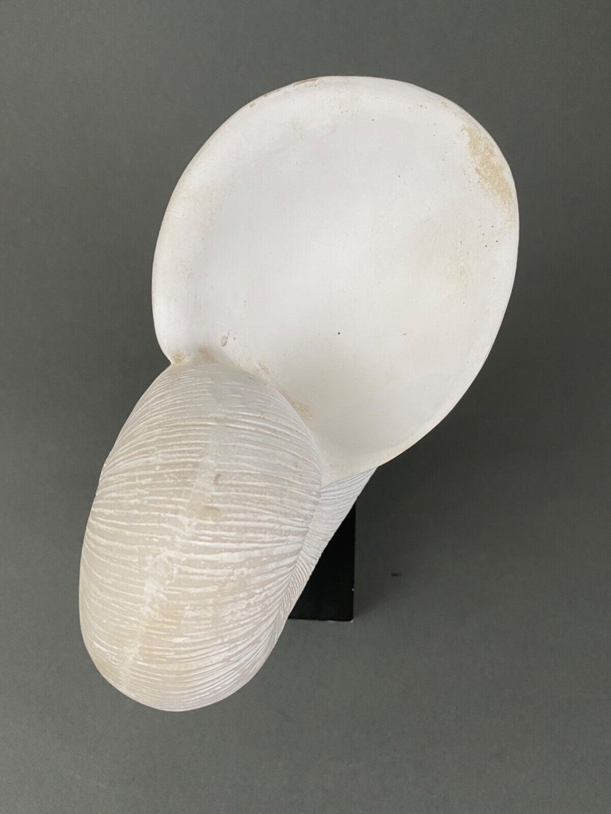 Plaster shell on blackened wooden base cabinet of curiosities XXth