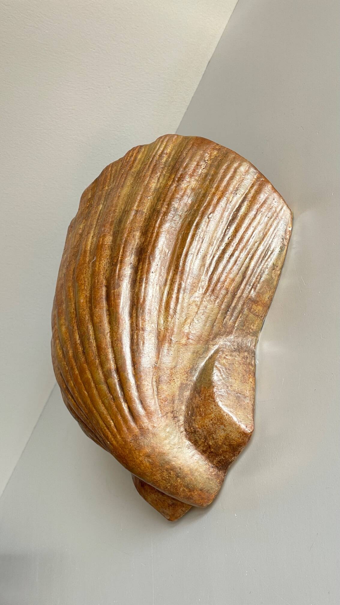 Shell wall enameled by aljezur