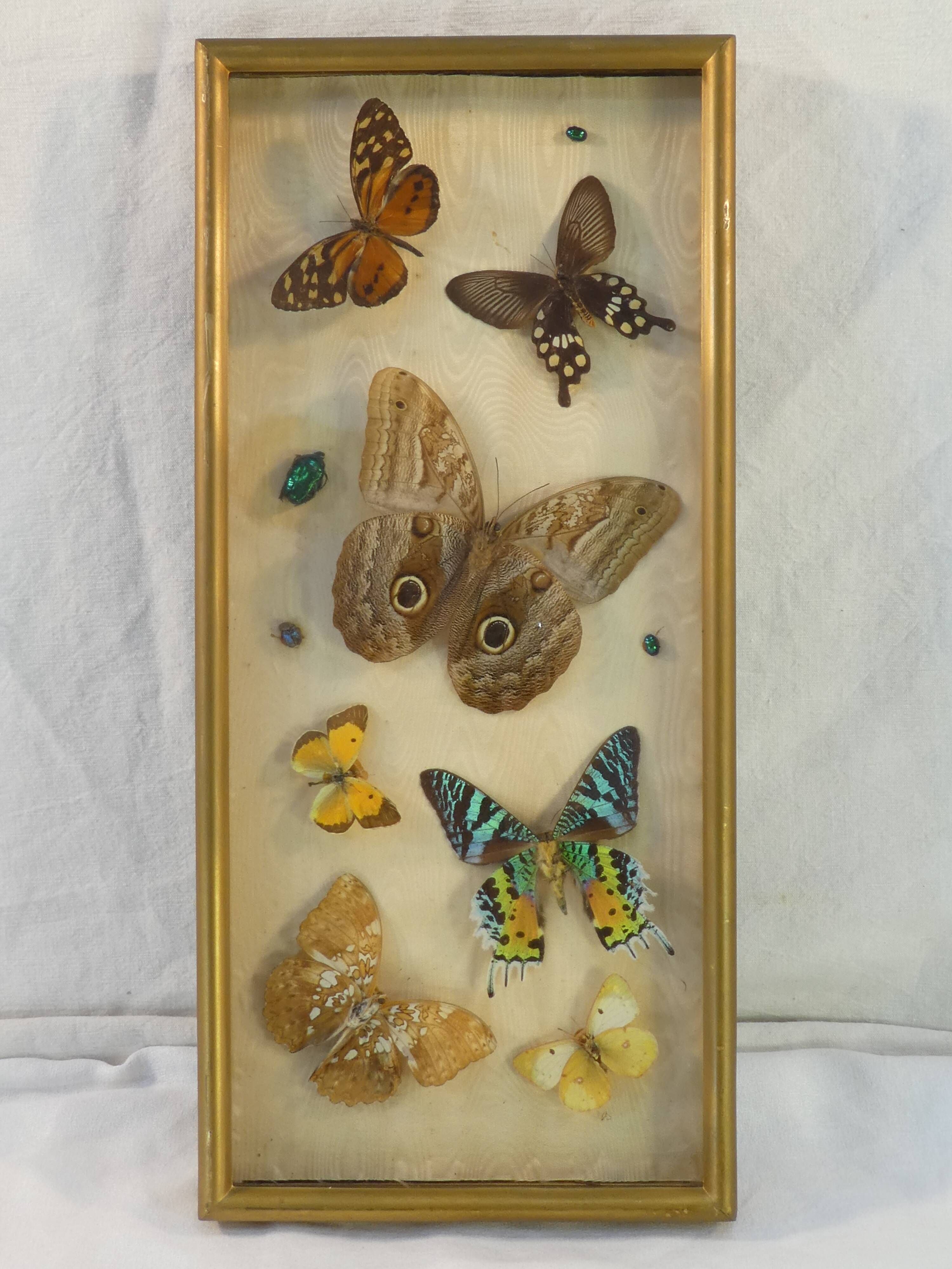 Entomology old taxidermy butterfly frame