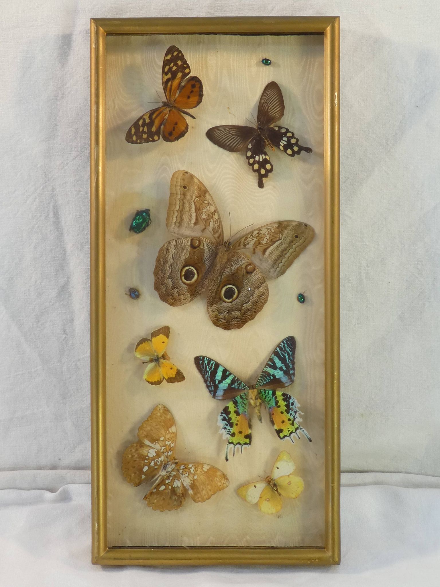 Entomology old taxidermy butterfly frame