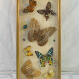 Entomology old taxidermy butterfly frame