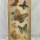 Entomology old taxidermy butterfly frame