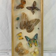 Entomology old taxidermy butterfly frame